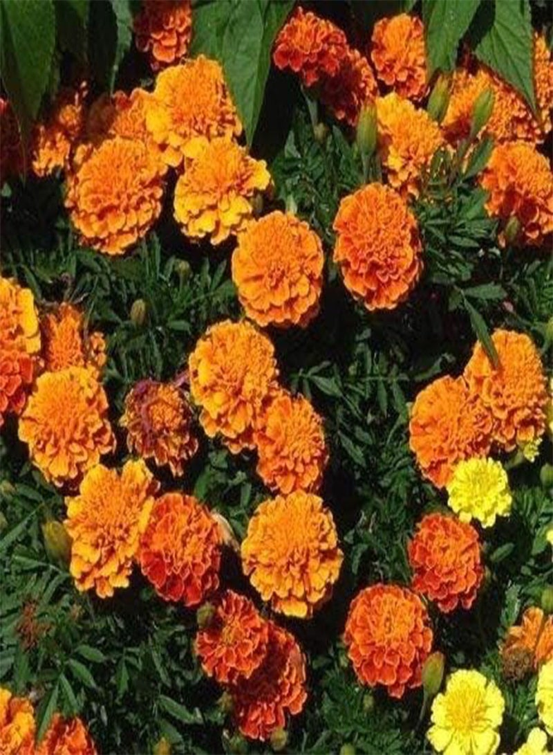 GGOOT Marigold Boy Orange Tagetes patula Nana fl. pl. -