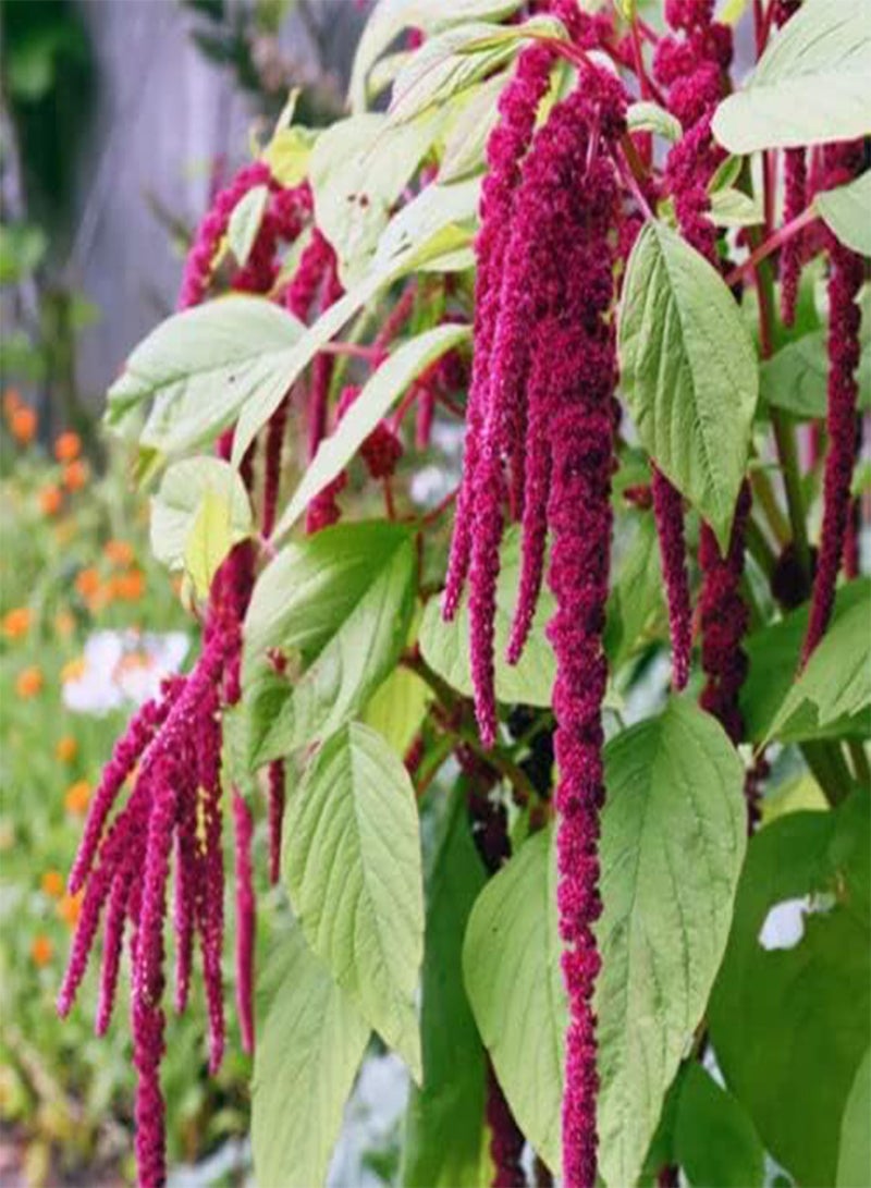 100 Seeds of Red Amaranthus - for Planting Growing Large Leaf Amaranth for Dishes