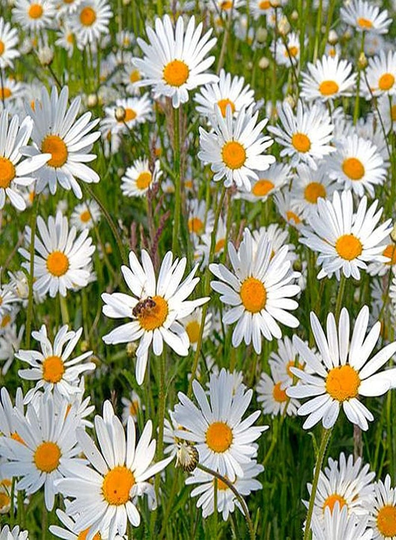 50 قطعة من بذور الأقحوان، زهور صغيرة جميلة لزراعة الحدائق الخارجية، ديكور فناء فريد من نوعه، خلق مناظر طبيعية جميلة للحدائق