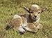 Hi-Line Gift Ltd Hi-Line Gift Ltd. Small Brown & White Baby Lamb Lying Down  - Image 2