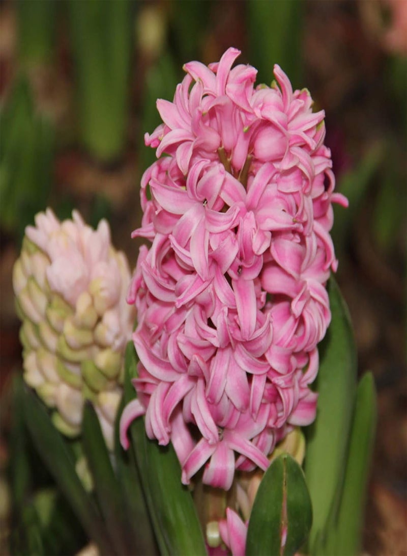 GGOOT 100Pcs Mixed Hyacinth Seeds High Yield Hyacinth Flower Seeds Perennial Spring Flowering seeds for Garden Yard Outdoor Decor Blue - Image 5