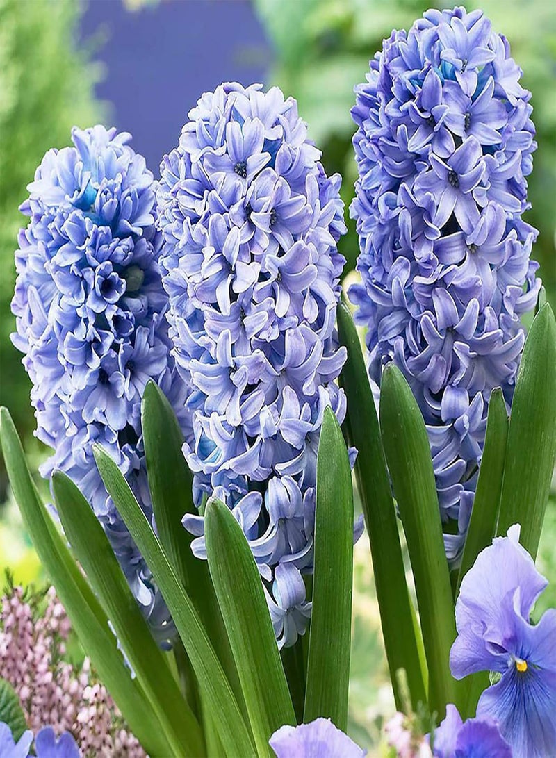 GGOOT 100Pcs Mixed Hyacinth Seeds High Yield Hyacinth Flower Seeds Perennial Spring Flowering seeds for Garden Yard Outdoor Decor Blue - Image 1