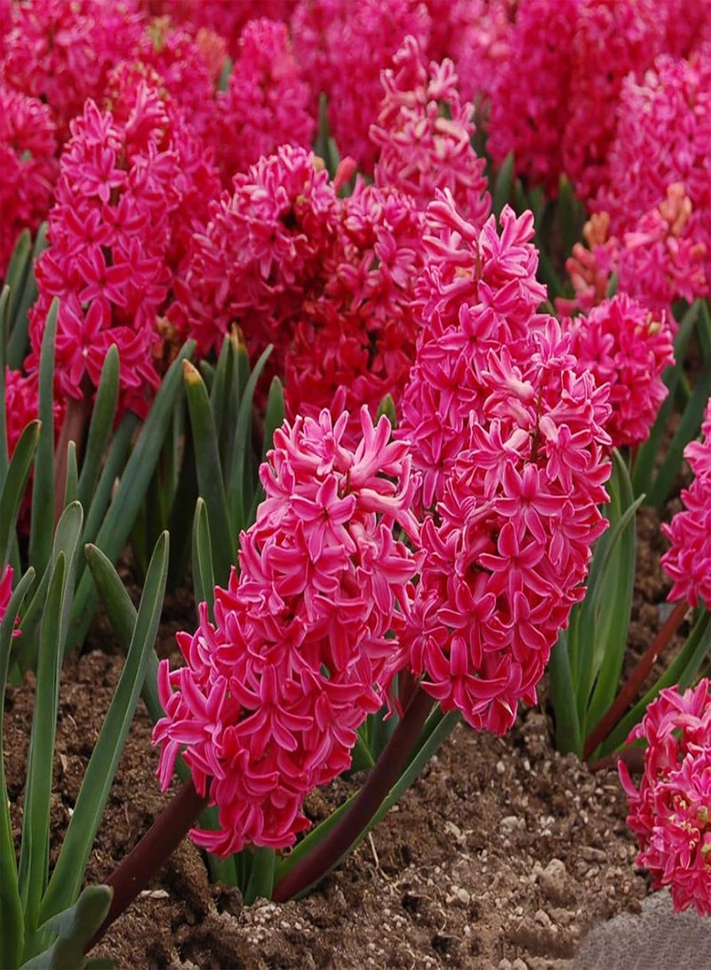 GGOOT 100Pcs Mixed Hyacinth Seeds High Yield Hyacinth Flower Seeds Perennial Spring Flowering seeds for Garden Yard Outdoor Decor Blue - Image 4