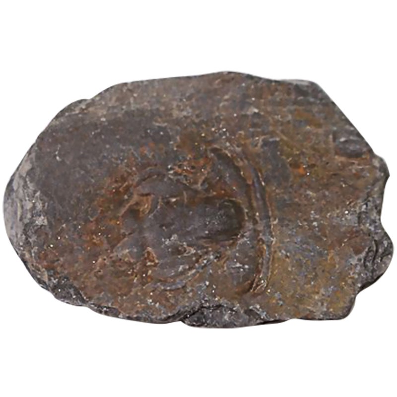 1pc Trilobite Sample Decor Student Science Teaching Materials - Image 1