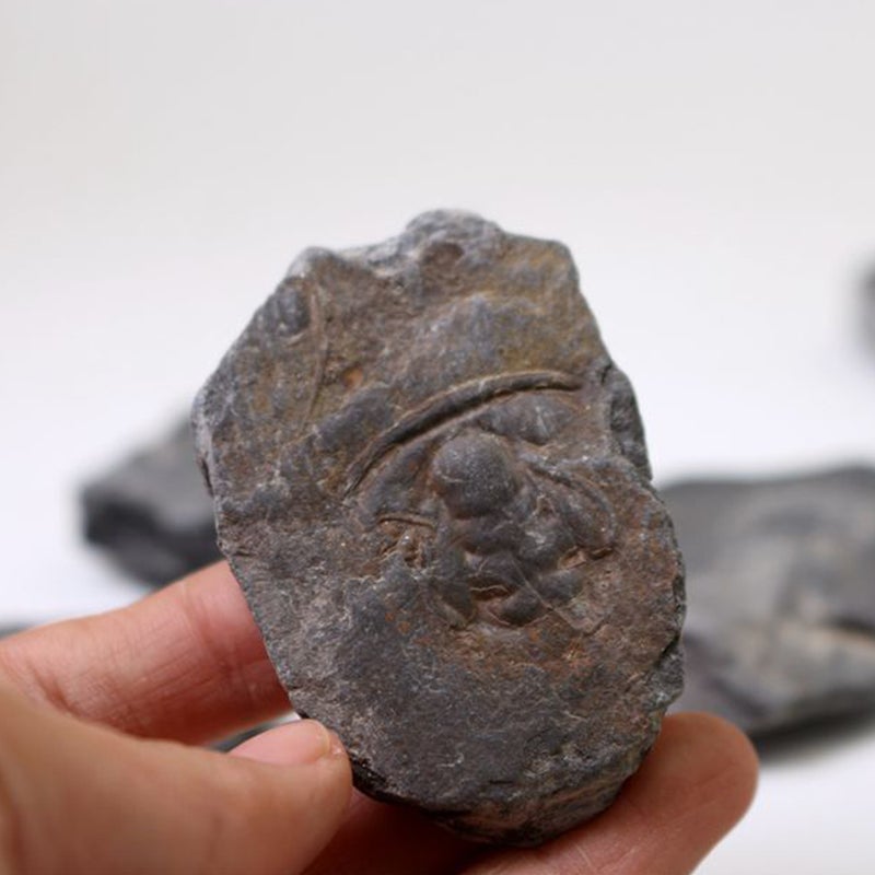 1pc Trilobite Sample Decor Student Science Teaching Materials - Image 4