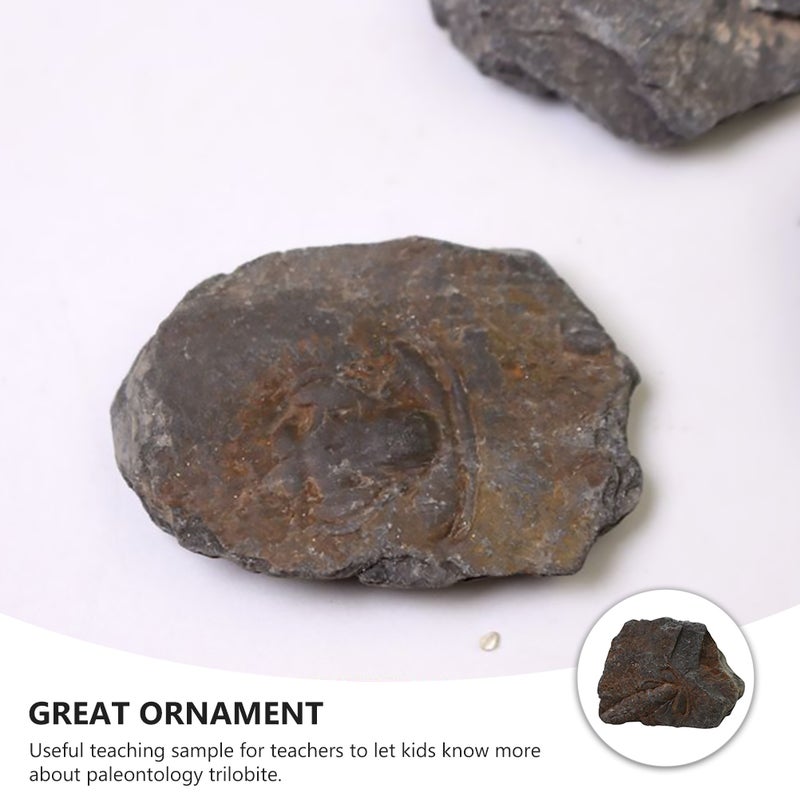 1pc Trilobite Sample Decor Student Science Teaching Materials - Image 5
