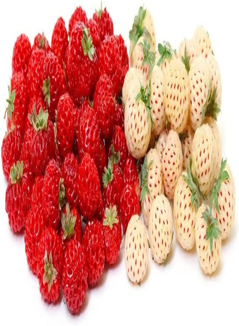 GGOOT 200pcs White Red Two Varieties Mixed Strawberry Seeds for Planting The Fruit is Small Cute Green Leaf Can Be Used to Decorate The Garden - Image 1