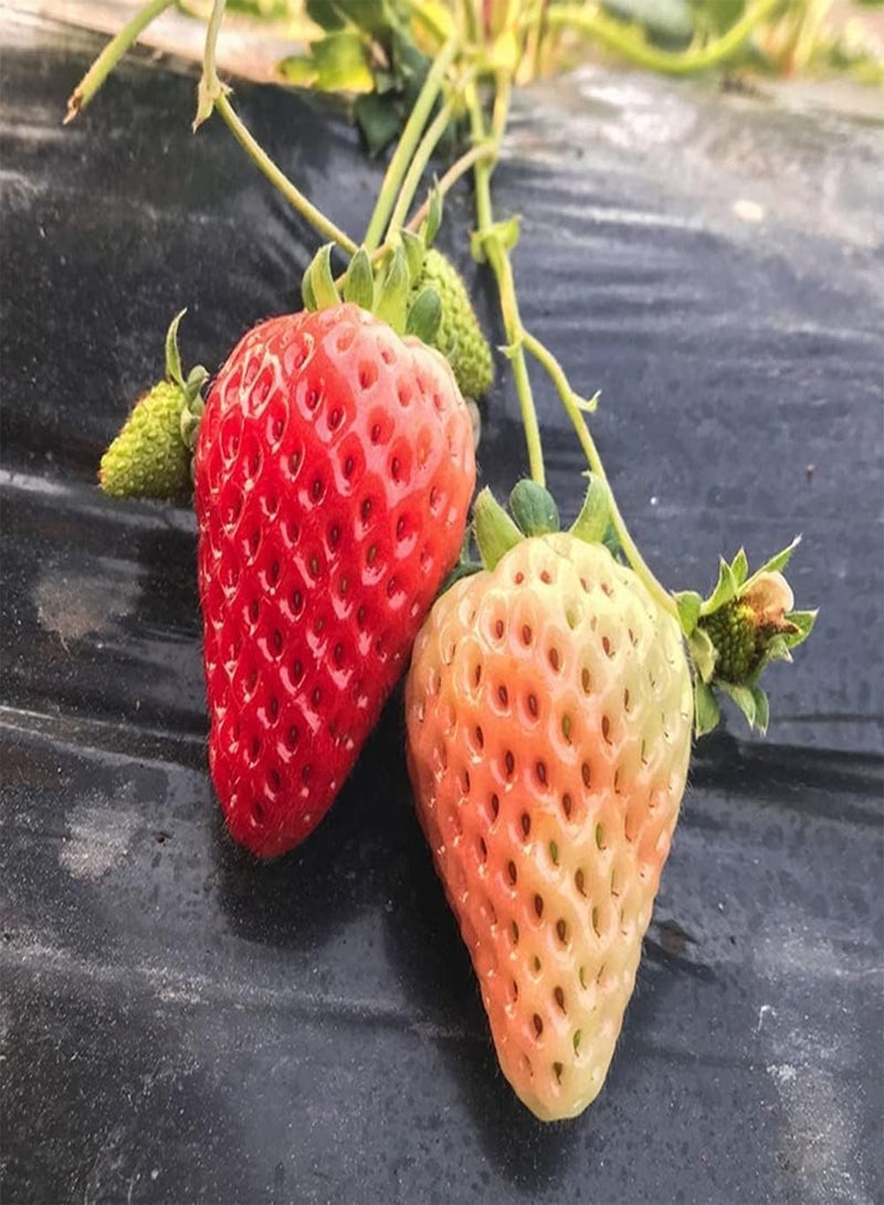 GGOOT 200pcs White Red Two Varieties Mixed Strawberry Seeds for Planting The Fruit is Small Cute Green Leaf Can Be Used to Decorate The Garden - Image 3