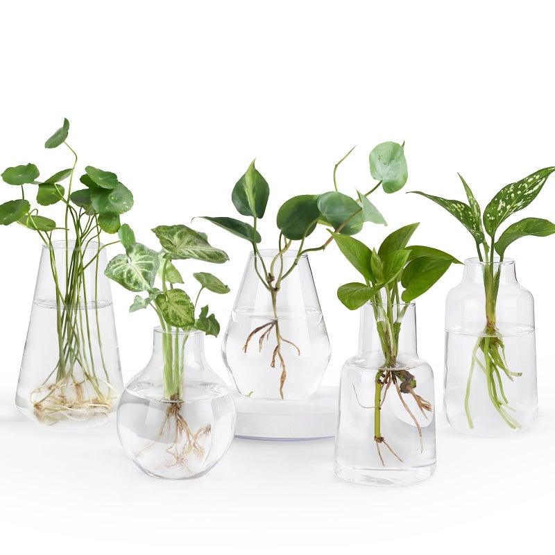 Mkono Propagation Vases for Plants Set of 5 Small Glass Jar Planters for Hydroponic Cutting Flowers Plant Station Bud Vases for Centerpieces Home Office Decor Gift