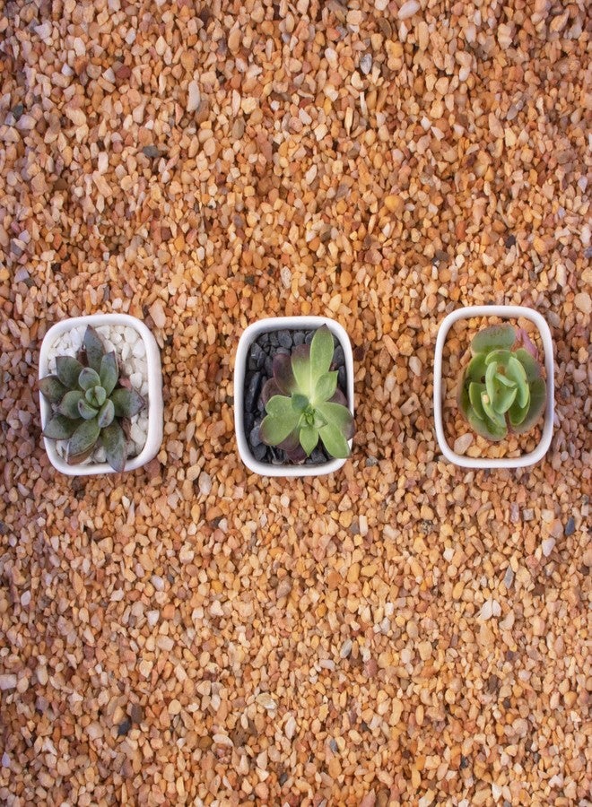 Anothera 3lb Coarse Sand Stone-Succulents and Cactus Bonsai DIY Projects Rocks,Decorative Gravel for Plants and Vases Fillers,Terrarium,Fairy Gardening,Natural Stone Top Dressing for Potted Plants (2mm-4mm) - Image 5