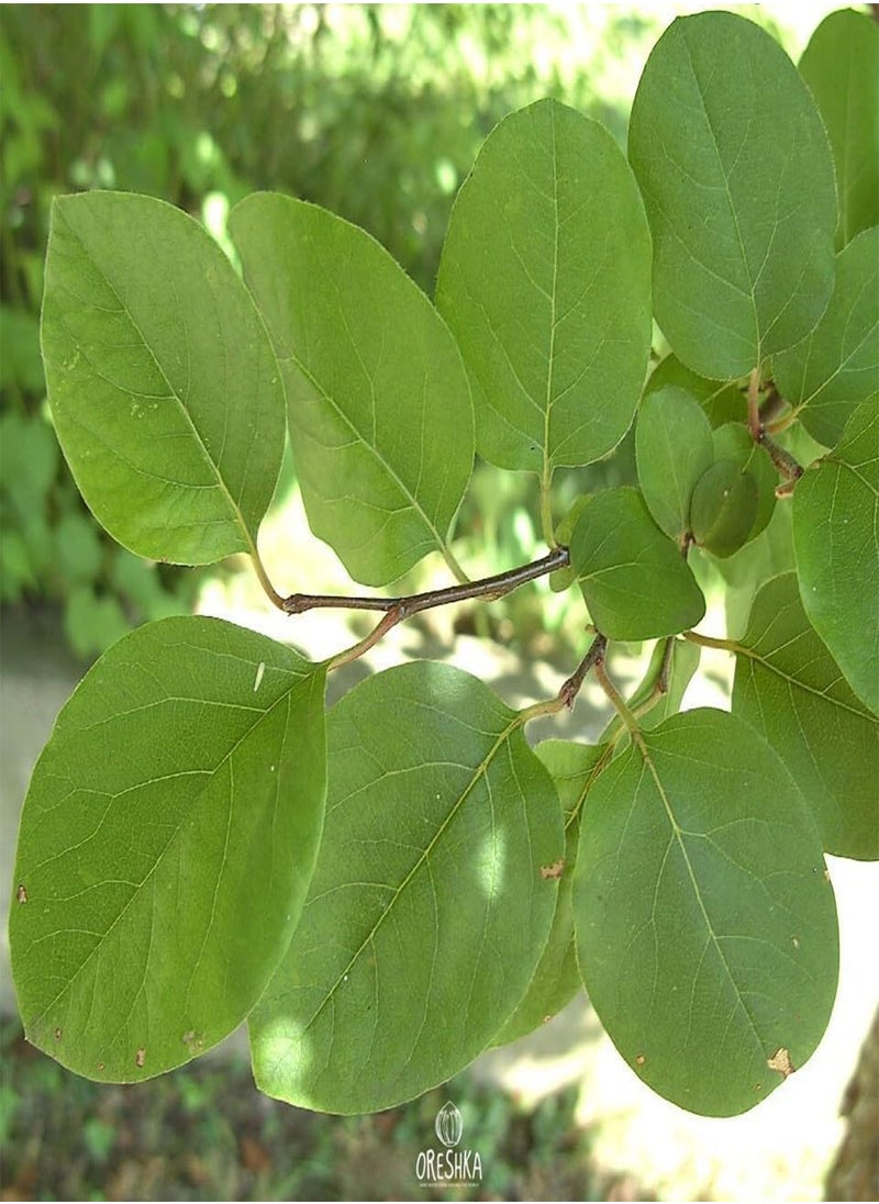 GGOOT Common Quince 15 PCS Fresh Seeds, Cydonia Oblonga, Fruit Seeds, Organic Seeds, Non GMO  - Image 3