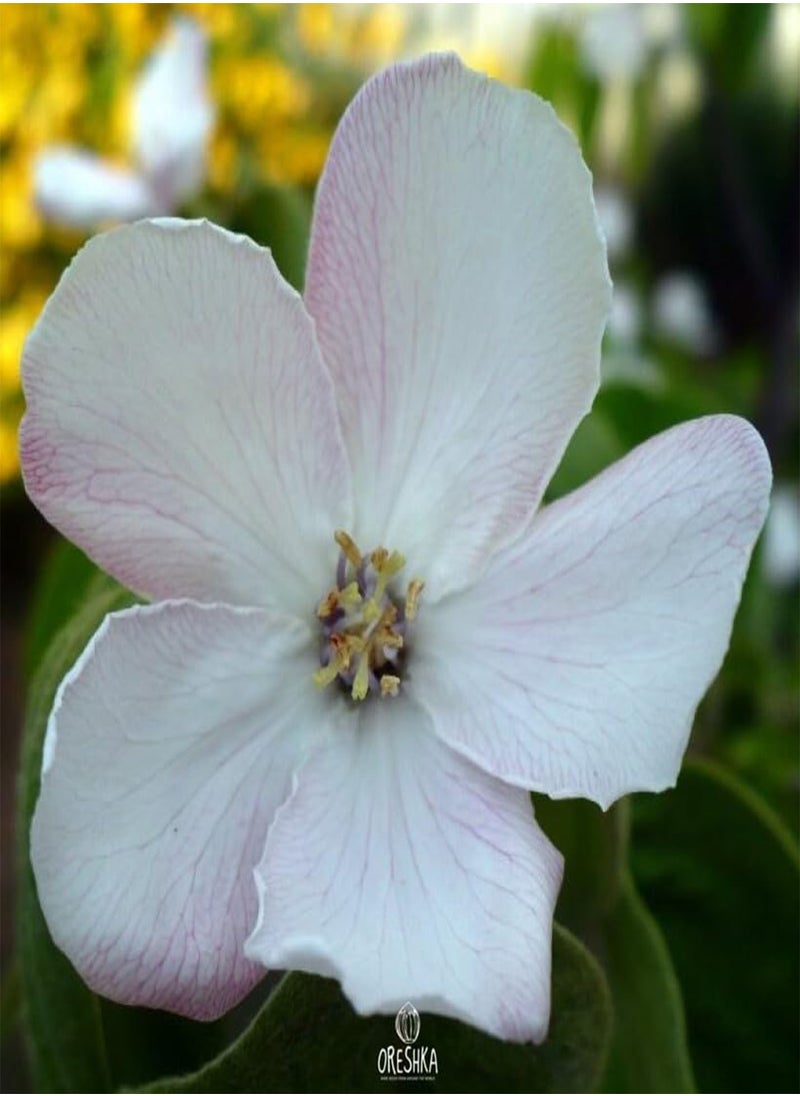 GGOOT Common Quince 15 PCS Fresh Seeds, Cydonia Oblonga, Fruit Seeds, Organic Seeds, Non GMO  - Image 2