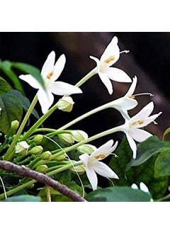 Mphmi Mphmi Nursery Delhi NCR Millingtonia Hortensis Tree Jasmine Indian Cork Tree 