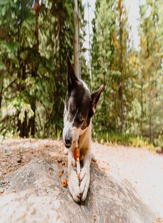 كاديت أعواد مضغ شيش كباب من جلد البقر الطبيعي من كاديت شيفز سبيشياليتيز، بنكهة زبدة الفول السوداني والتفاح، مكافآت صحية للكلاب من السلالات الكبيرة، 3 قطع - Image 5