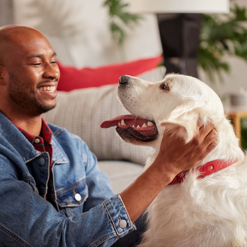 Milk-Bone Original Dog Treats Biscuits for Large Dogs, 10 Pounds (Packaging May Vary) - Image 4