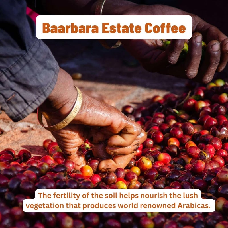 Toffee Coffee Roasters | Baarbara Estate Coffee | Single Origin Arabica Light to Medium Roast, Coffee Notes: Dry Almond, Coco and Honey, Grind: Whole Beans, Freshly Roasted Coffee - 250 gms - Image 4