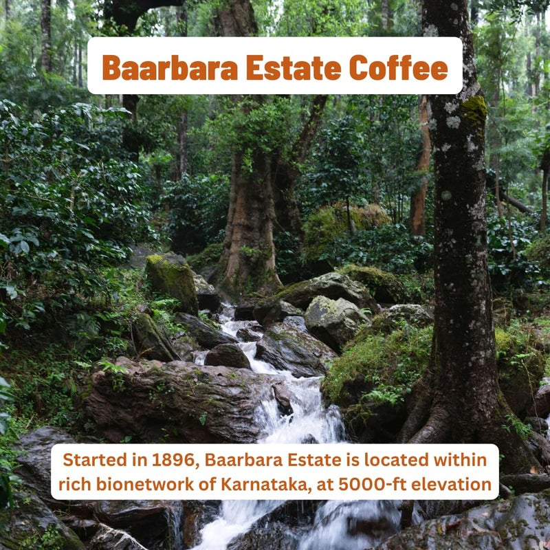 Toffee Coffee Roasters | Baarbara Estate Coffee | Single Origin Arabica Light to Medium Roast, Coffee Notes: Dry Almond, Coco and Honey, Grind: Whole Beans, Freshly Roasted Coffee - 250 gms - Image 3