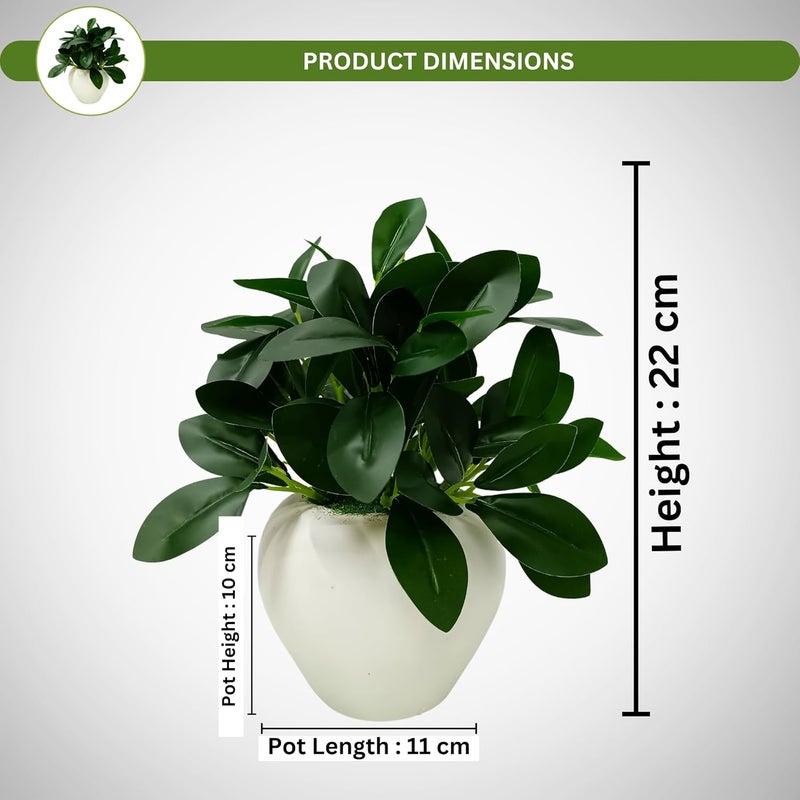 fancymart Plastic Artificial Rubber Plant In 4 Inch White Apple Pot (Height 22 Cm) For Home And Office Decor Plants For Decoration, Realistic Green Decorative For Interior, Evergreen - Image 4