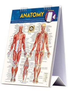 Anatomy Easel 