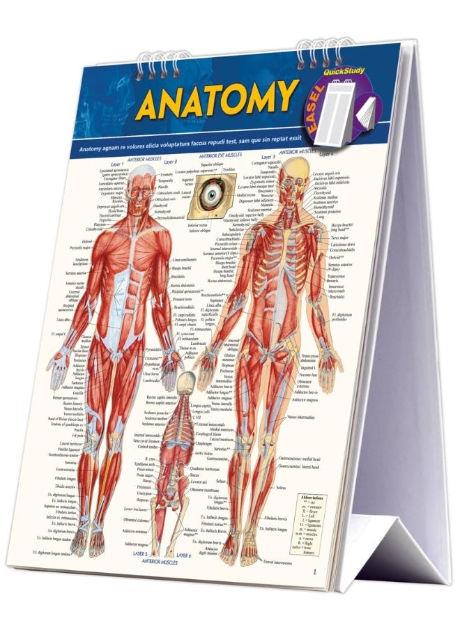 Anatomy Easel 