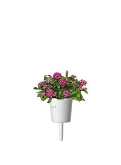 CLICK AND GROW Click  Grow Sweet Alyssum  3pack  - Image 3