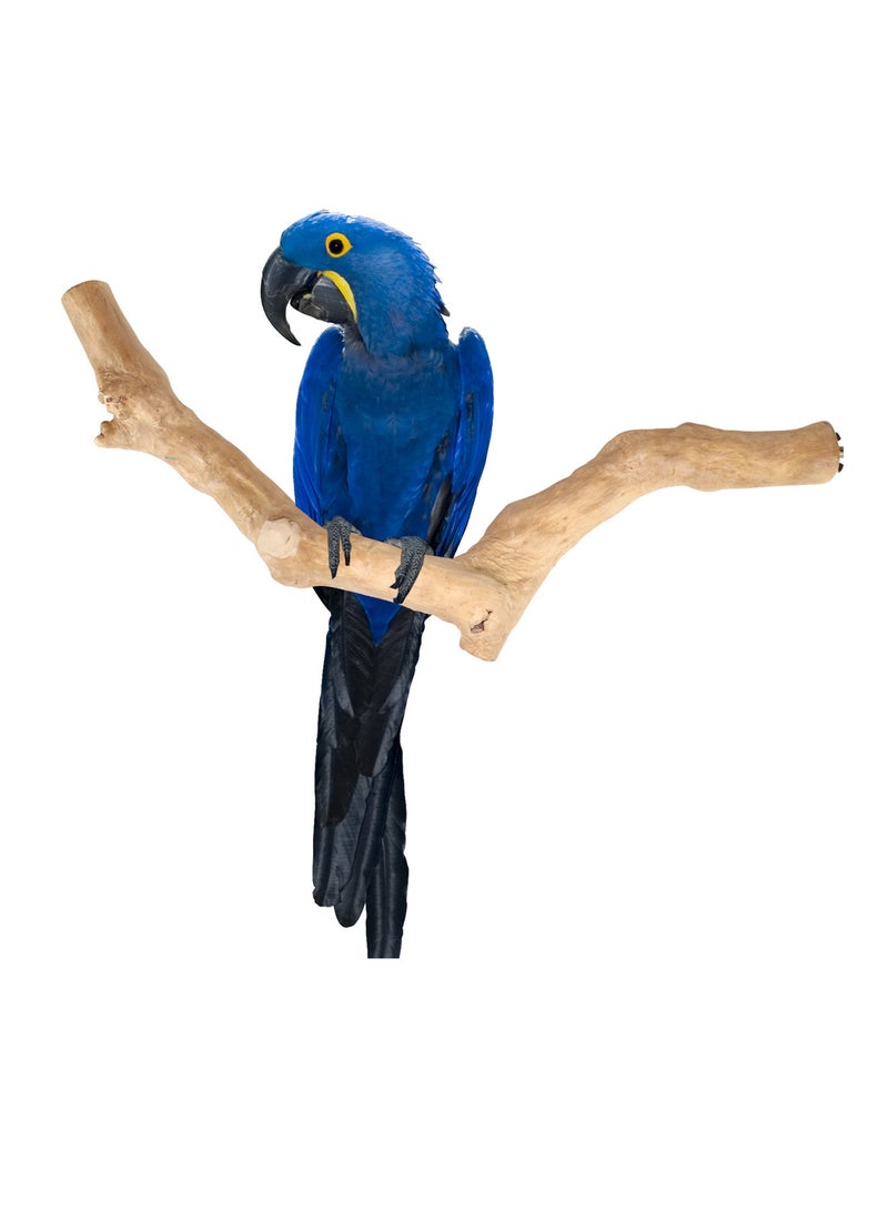 CHEWY BEAK Birds Stand Java wood Large Parrots Macaw Wooden Perch Natural Indonesian Wooden Tree branch Cage Accessories stick - Image 1