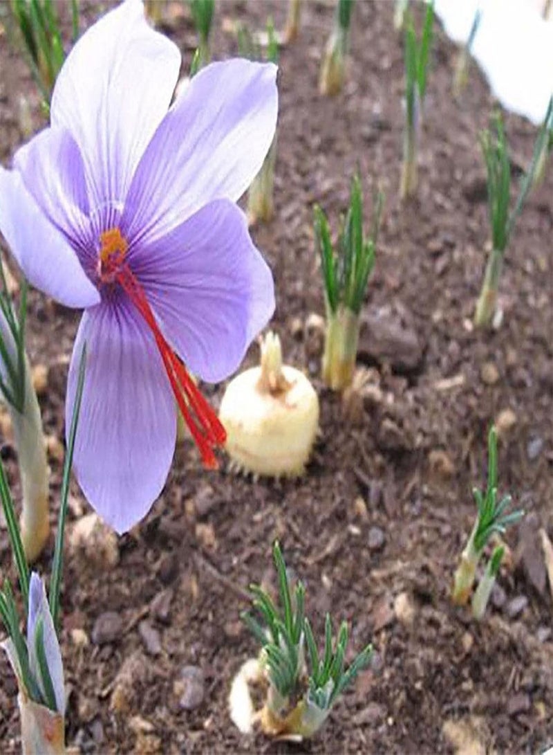GGOOT 10Pcs/Bag Saffron seeds Rich in Multifunctional Red Imported Agricultural Saffron Bonsai seeds Saffron Crocus seeds - Image 3