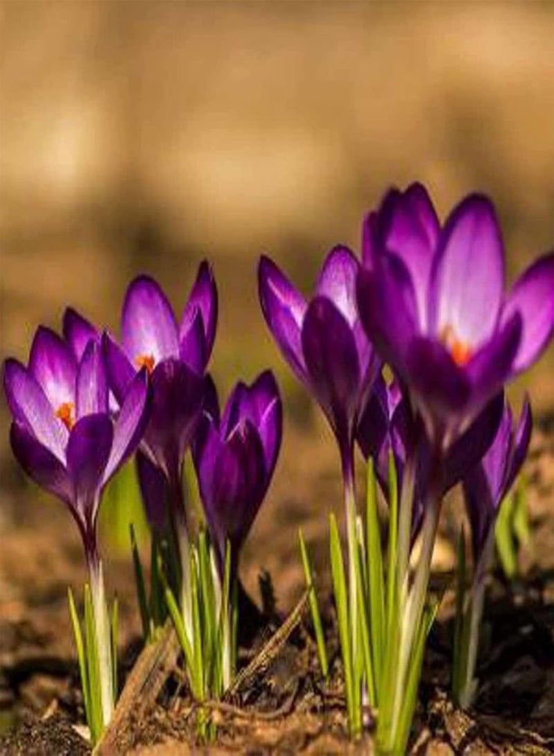 GGOOT 10Pcs/Bag Saffron seeds Rich in Multifunctional Red Imported Agricultural Saffron Bonsai seeds Saffron Crocus seeds - Image 4