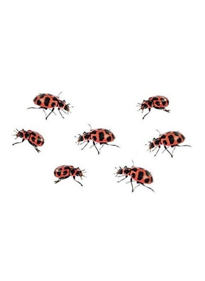Insect Lore - Stem Ladybug Activity Journal With Two Tubes Of Ladybug Larvae - Image 1