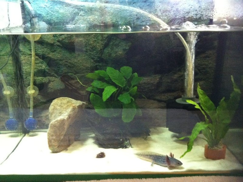 SOBO فلتر إسفنجي حوض السمك Sb-933 (صغير جداً) - Image 3