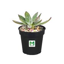 MyOwnGarden Seedling Pots 2 inch Black Plastic Nursery Pot, Small Planter Starting Pots with Drainage Holes, Strong Nursery Pots for Starting Transplanting Plants (100) - Image 3
