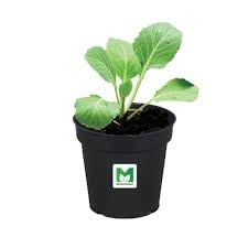 MyOwnGarden Seedling Pots 2 inch Black Plastic Nursery Pot, Small Planter Starting Pots with Drainage Holes, Strong Nursery Pots for Starting Transplanting Plants (100) - Image 5