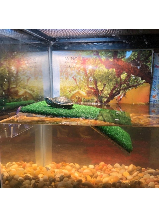 دوبل وود منصة استحمام سلحفاة عشبية من DoubleWood، منصة استحمام سلحفاة عشبية، منحدر محاكاة لحوض السلاحف، لسلحفاة ضفدع زواحف صغيرة (كبيرة) - Image 5