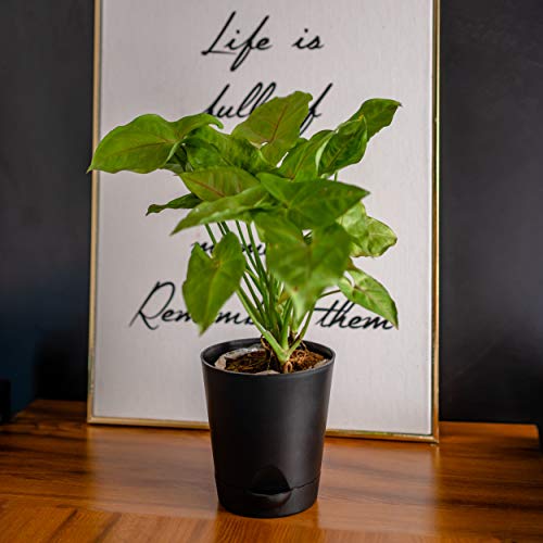 garbnoire Self Watering Planter Pot with Bottom Tray/Plate - (4 inch) Indoor Outdoor Balcony Plant Pot | Home Garden Office Flowering Container Cover | Living Room Decor (Black, Set of 3) - Image 1