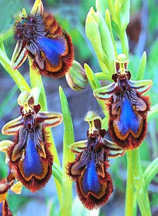 100Pcs Orchid Seeds Cymbidium Bonsai Rare Flower Plant Garden Balcony Decor - Cymbidium Seeds - Flower Seeds Vegetable Seeds Fruit Seeds Garden Plant Seeds - pzsku/Z16E92A0D8DDDBB9DF008Z/45/_/1735446985/427351b4-e1de-4245-bdea-31a21a149dce
