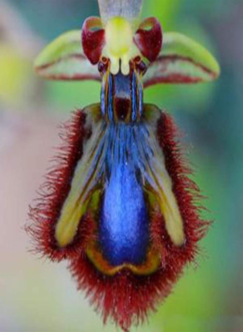 100Pcs Orchid Seeds Cymbidium Bonsai Rare Flower Plant Garden Balcony Decor - Cymbidium Seeds - Flower Seeds Vegetable Seeds Fruit Seeds Garden Plant Seeds