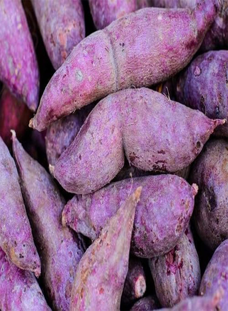 GGOOT 80pieces Purple Sweet Potato Vegetable Seeds - Image 2