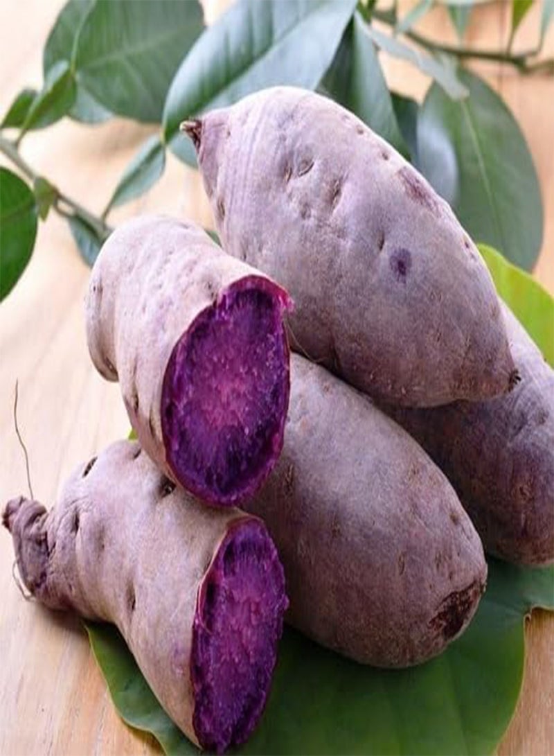 GGOOT 80pieces Purple Sweet Potato Vegetable Seeds - Image 1