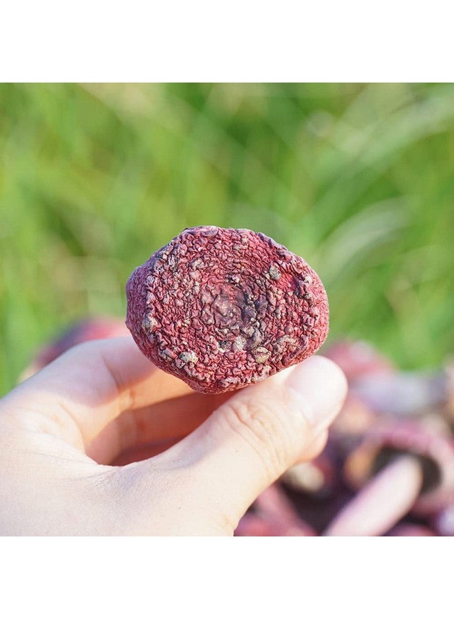 Generic Russula Mushroom Red Mushroom Russula Sp Chinese Russula Vinosa,Wild Mountain Russula Hong Gu Dried (100 Grams /0.22 lbs)  - Image 4