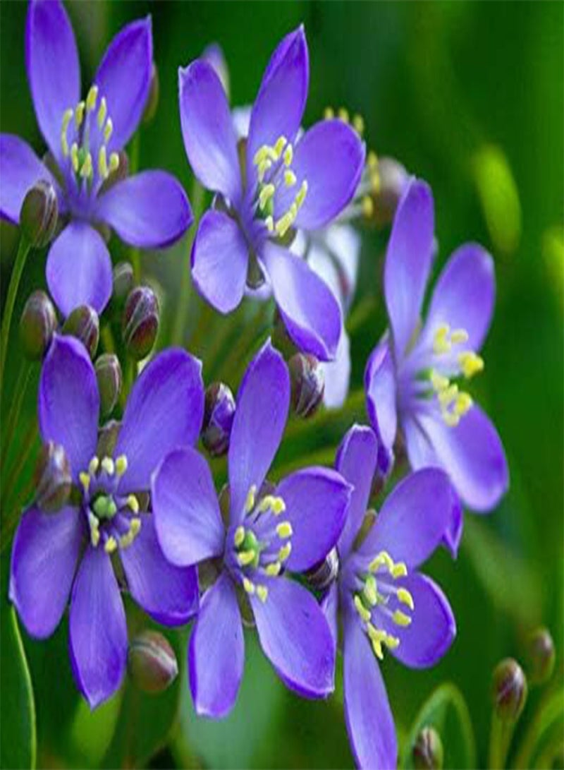 Lignum Vitae Guaiacum Sanctum Exotic Lathe Hard Wood Bonsai Rare Seed 10 Seeds