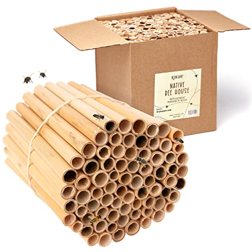 Rivajam 125 Phragmite Reed Mason Bee Tubes | Refill for Bee House, Hotel Nest Box, Solitary Hive & Pollinator Box | Garden Starter Kit & Supplies - Image 1