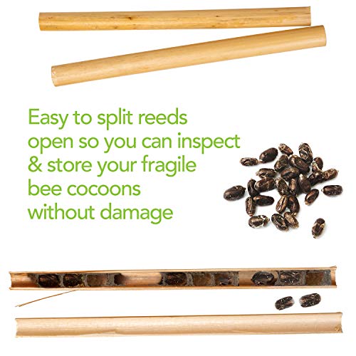 Rivajam 125 Phragmite Reed Mason Bee Tubes | Refill for Bee House, Hotel Nest Box, Solitary Hive & Pollinator Box | Garden Starter Kit & Supplies - Image 2