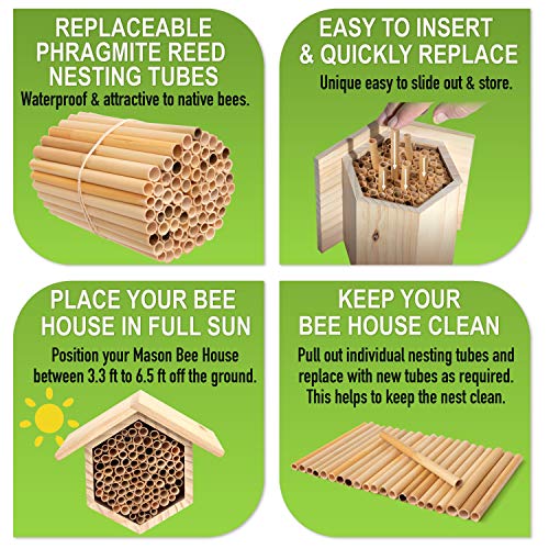 Rivajam 125 Phragmite Reed Mason Bee Tubes | Refill for Bee House, Hotel Nest Box, Solitary Hive & Pollinator Box | Garden Starter Kit & Supplies - Image 5