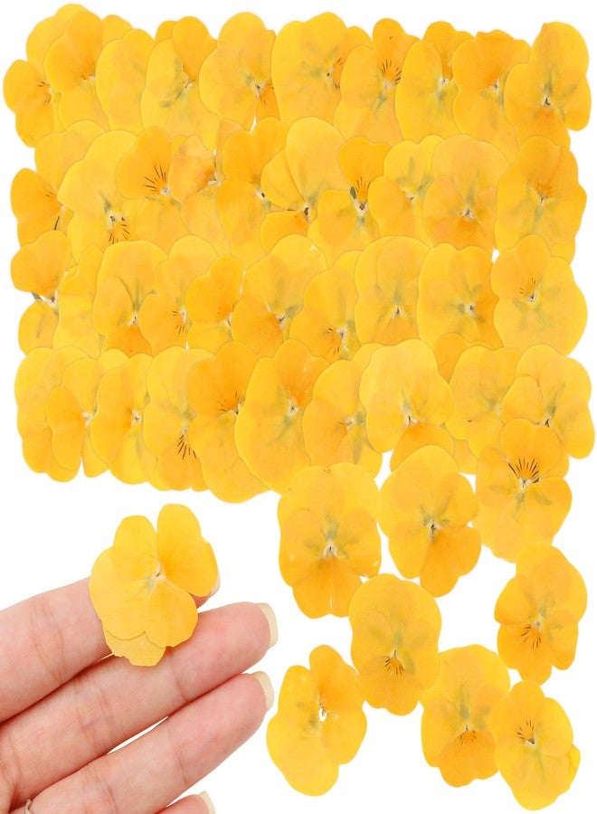 BuleVina ٥٠ قطعة من زهور البانسيه المجففة والمضغوطة الحقيقية لقوالب الراتنج، زهور مجففة مختلطة لصنع مجوهرات الراتنج والشموع، أعمال سكرابوكينغ، صابون DIY، زينة حفلات الزفاف وتزيين الأظافر (أصفر) - Image 1