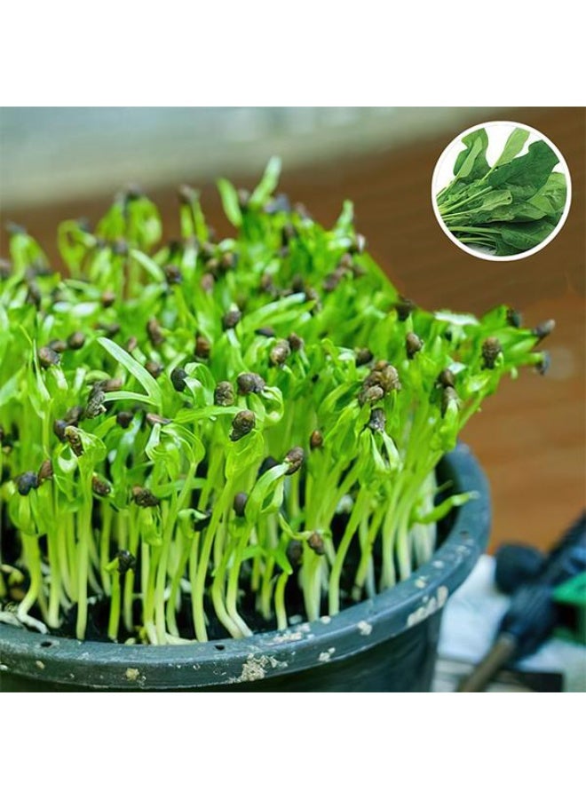 Spinach Organic Microgreen Seeds