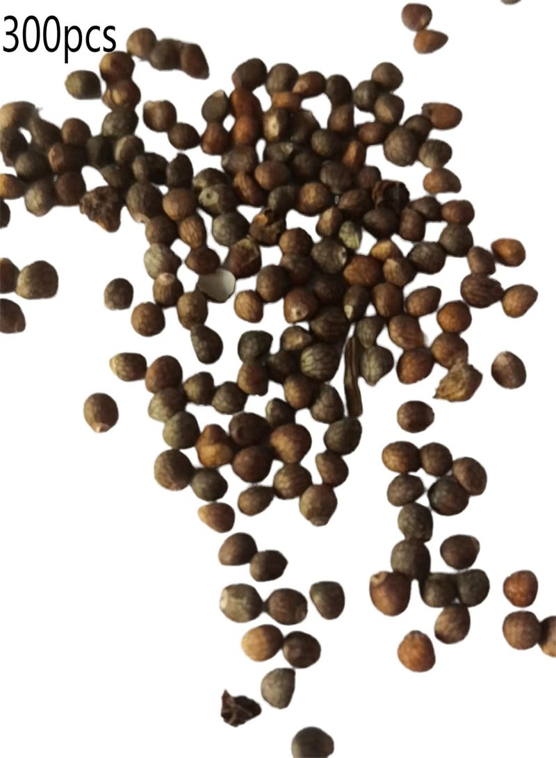 GGOOT 300Pcs Multicolor Leaf Grass Plant Seeds Vigorous GMO-Free Safe Natural Mini Grass Seeds Garden Supplies Purple - Image 4