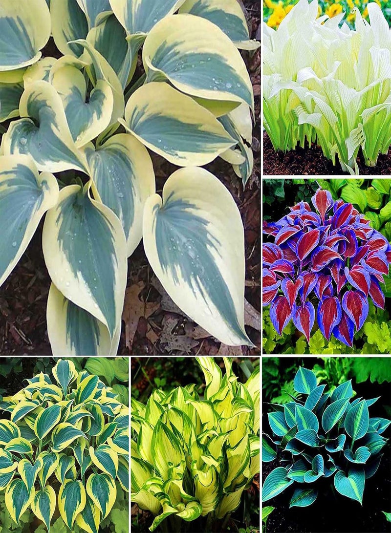 GGOOT 300Pcs Multicolor Leaf Grass Plant Seeds Vigorous GMO-Free Safe Natural Mini Grass Seeds Garden Supplies Purple - Image 3