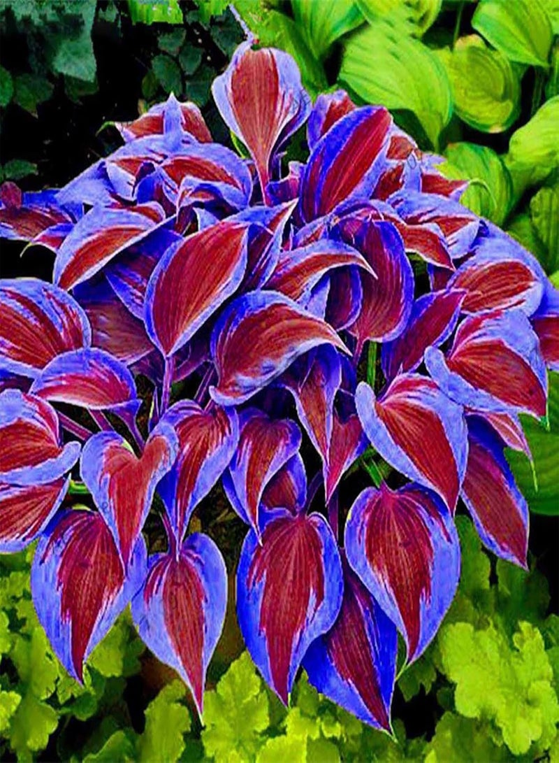 GGOOT 300Pcs Multicolor Leaf Grass Plant Seeds Vigorous GMO-Free Safe Natural Mini Grass Seeds Garden Supplies Purple - Image 1