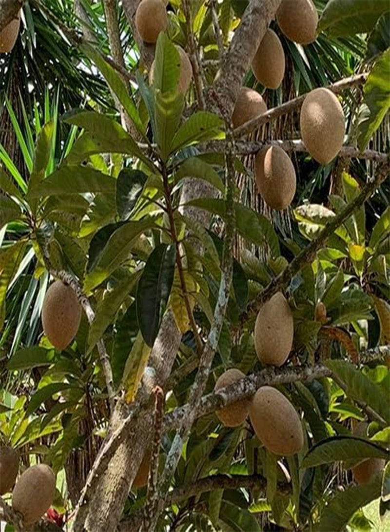 جي جوت 50 قطعة من بذور فاكهة مامي - Image 2