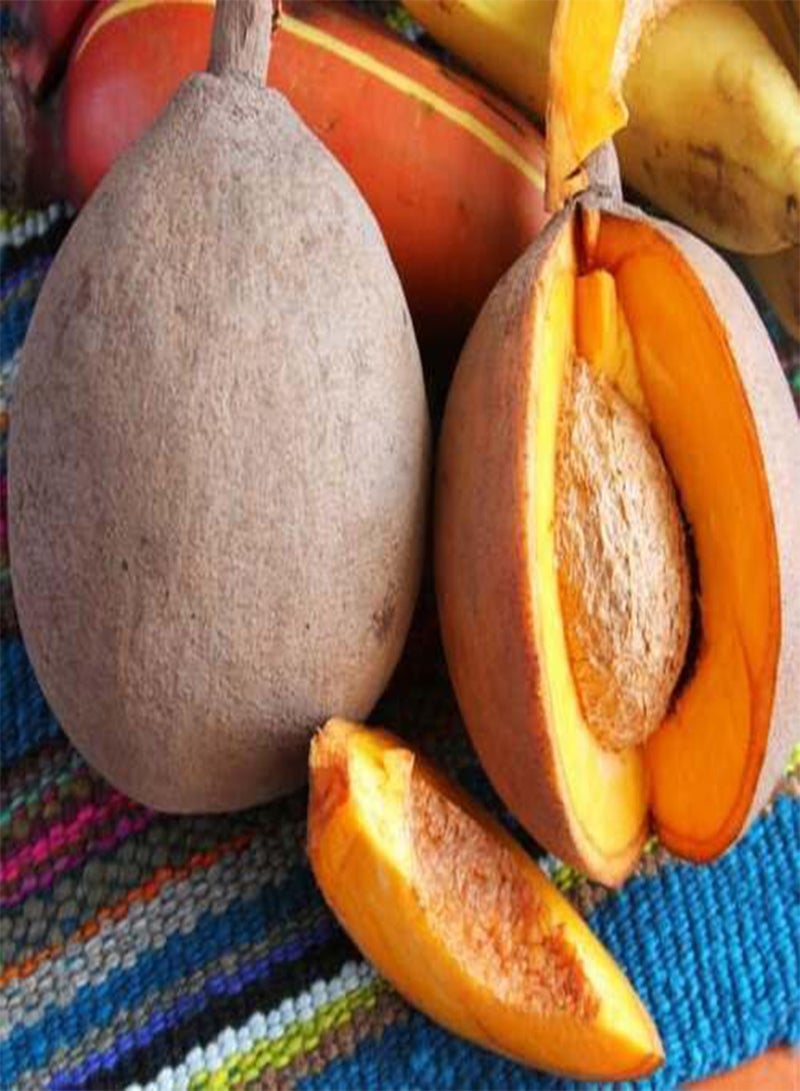 جي جوت 50 قطعة من بذور فاكهة مامي - Image 3